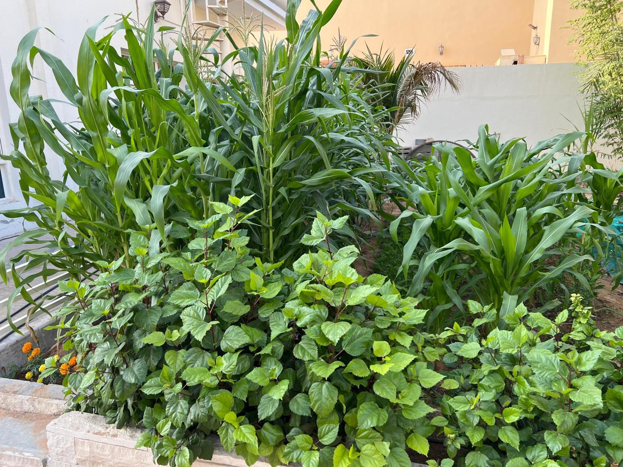 Alhosani Property Abu Dabi Exterior foto